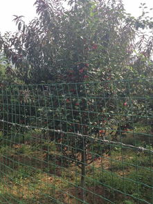 承德縣林楓苗木種植專業合作社 優質海棠樹與農副產品的專業供應商