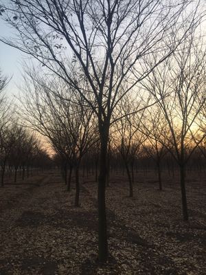 精選優(yōu)質(zhì)苗木供應(yīng)，打造綠色生態(tài)之美