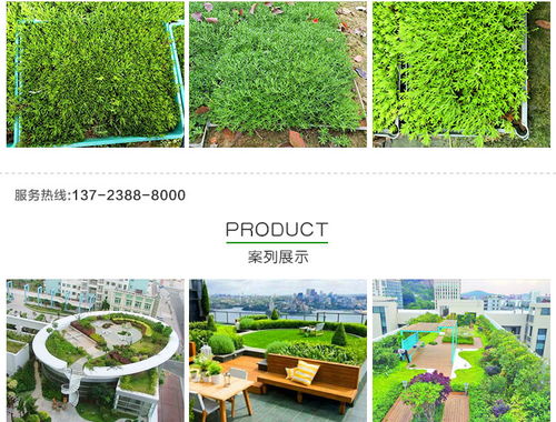 黃金佛甲草的市場價(jià)格、種植與應(yīng)用——以創(chuàng)晟環(huán)保為例