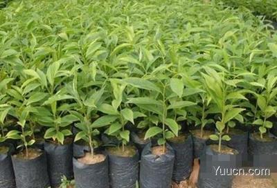 沉香樹種植與沉香木市場價(jià)值探析及農(nóng)副產(chǎn)品銷售策略