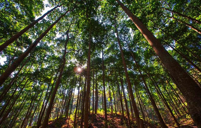 種樹容易砍樹難？——剖析林木采伐許可證辦理的挑戰(zhàn)與平衡